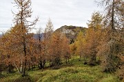 73 Larici colorati d'autunno con vista in Sornadello